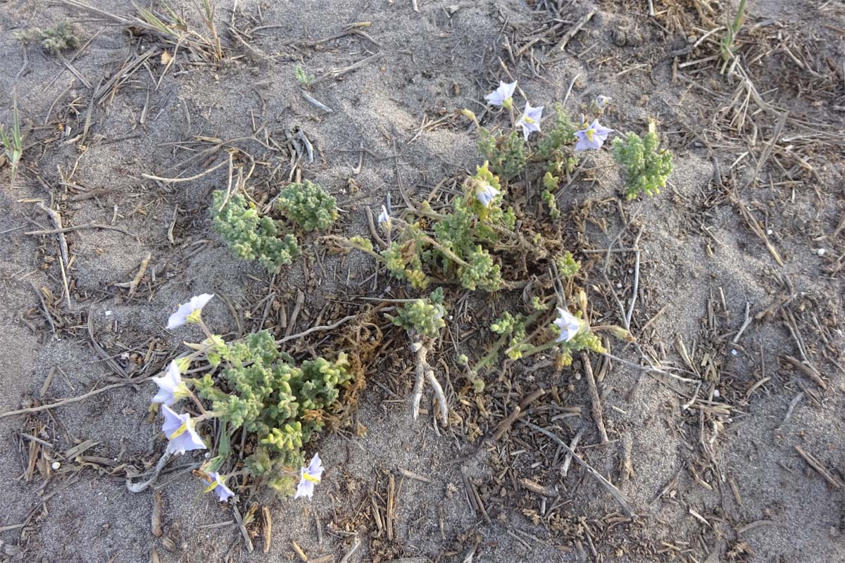 Image of Solanum coquimbense specimen.