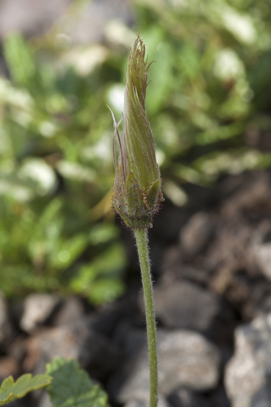 Image of Dryas octopetala specimen.