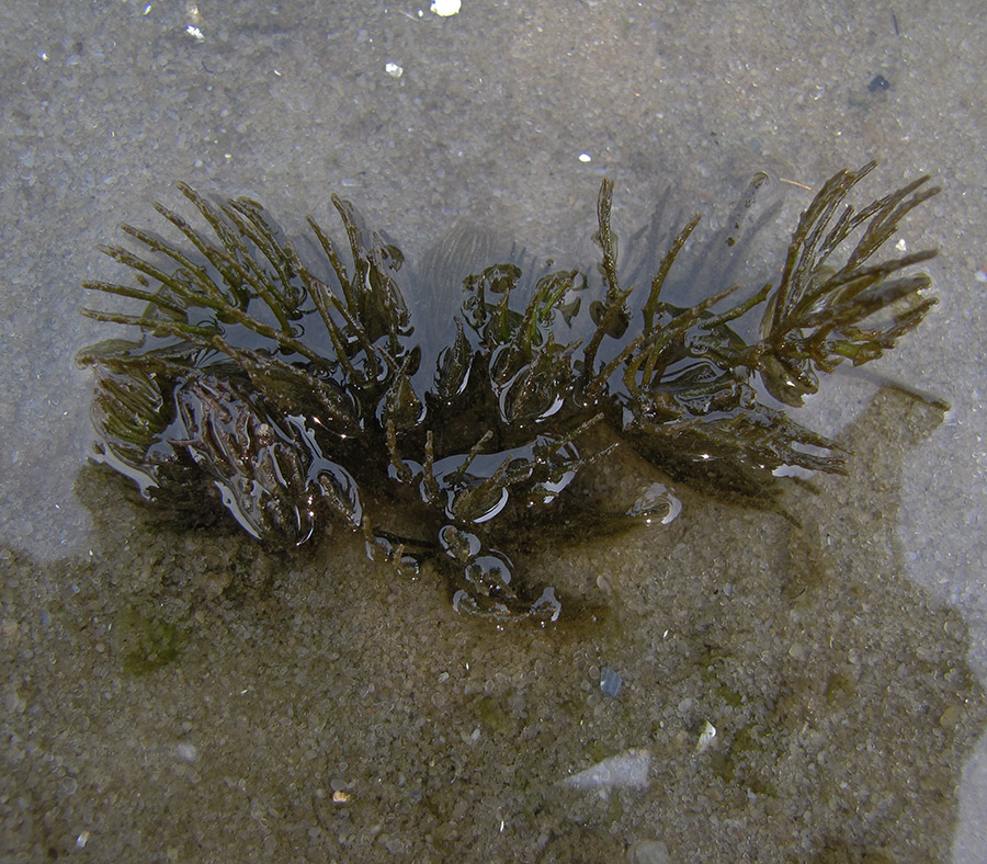 Image of Ceratophyllum demersum specimen.