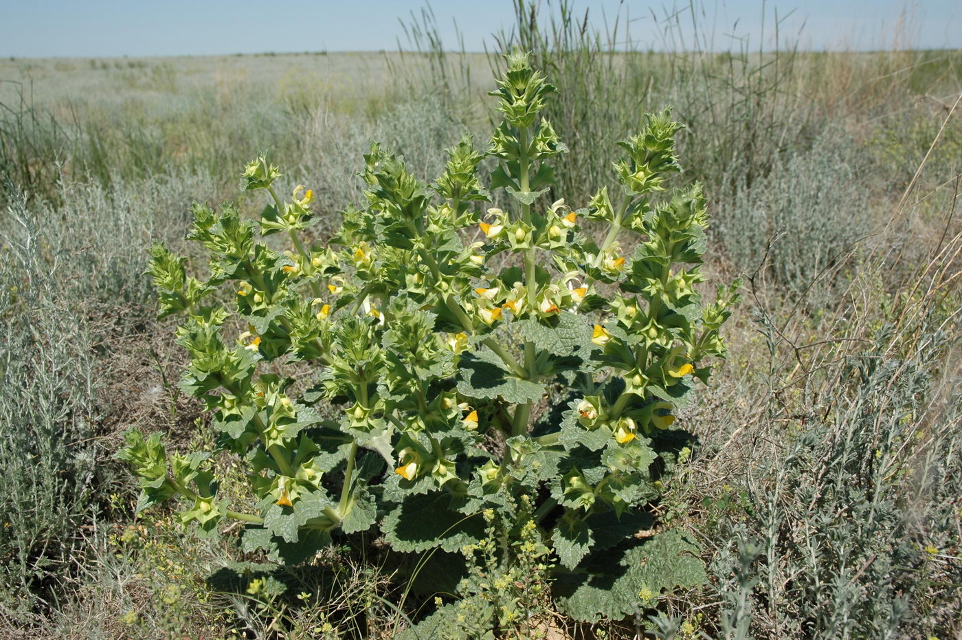 Изображение особи Eremostachys tuberosa.