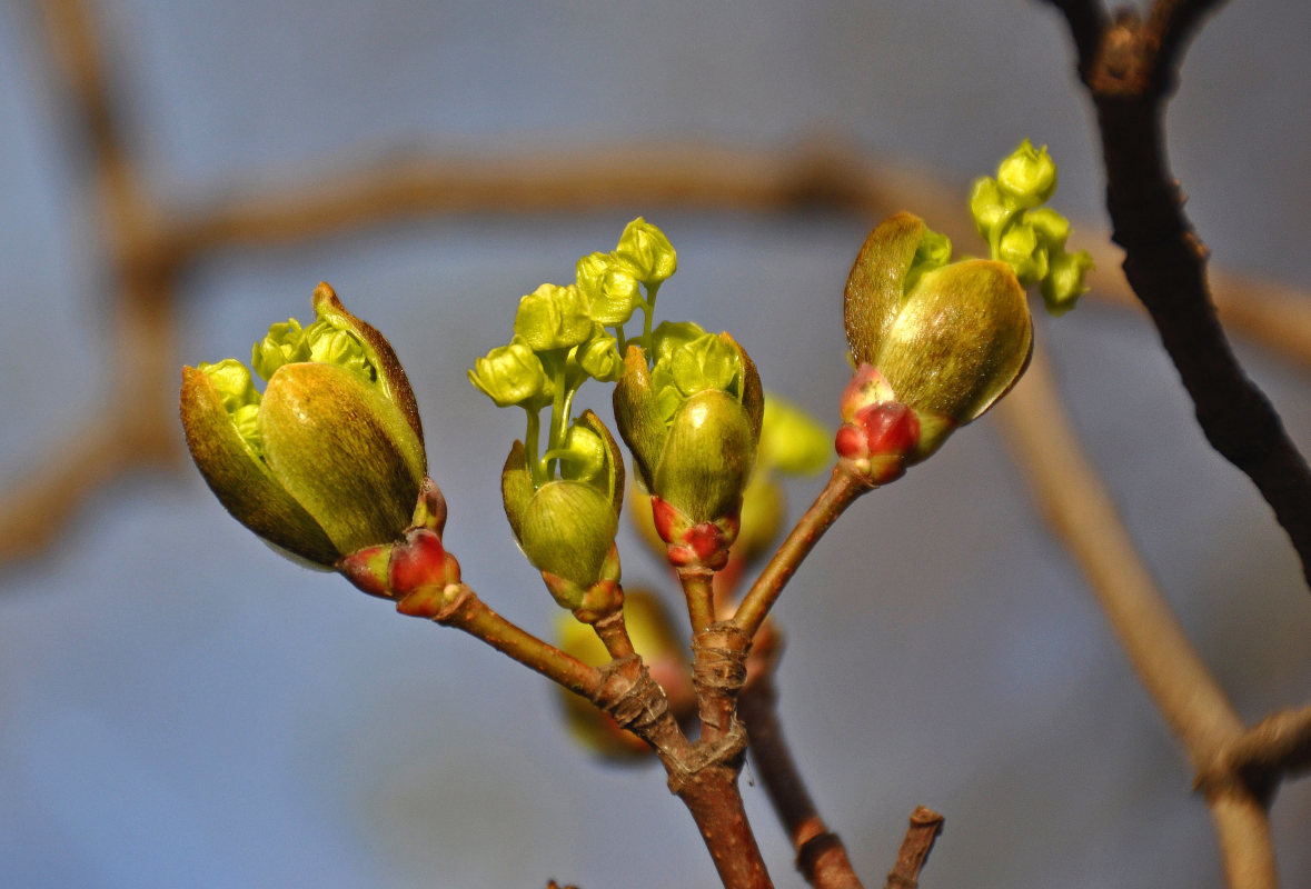 Image of Acer platanoides specimen.