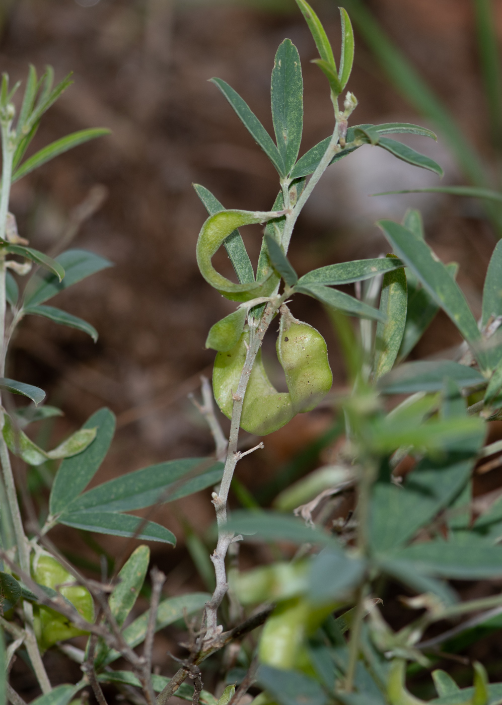 Изображение особи Ptycholobium biflorum.