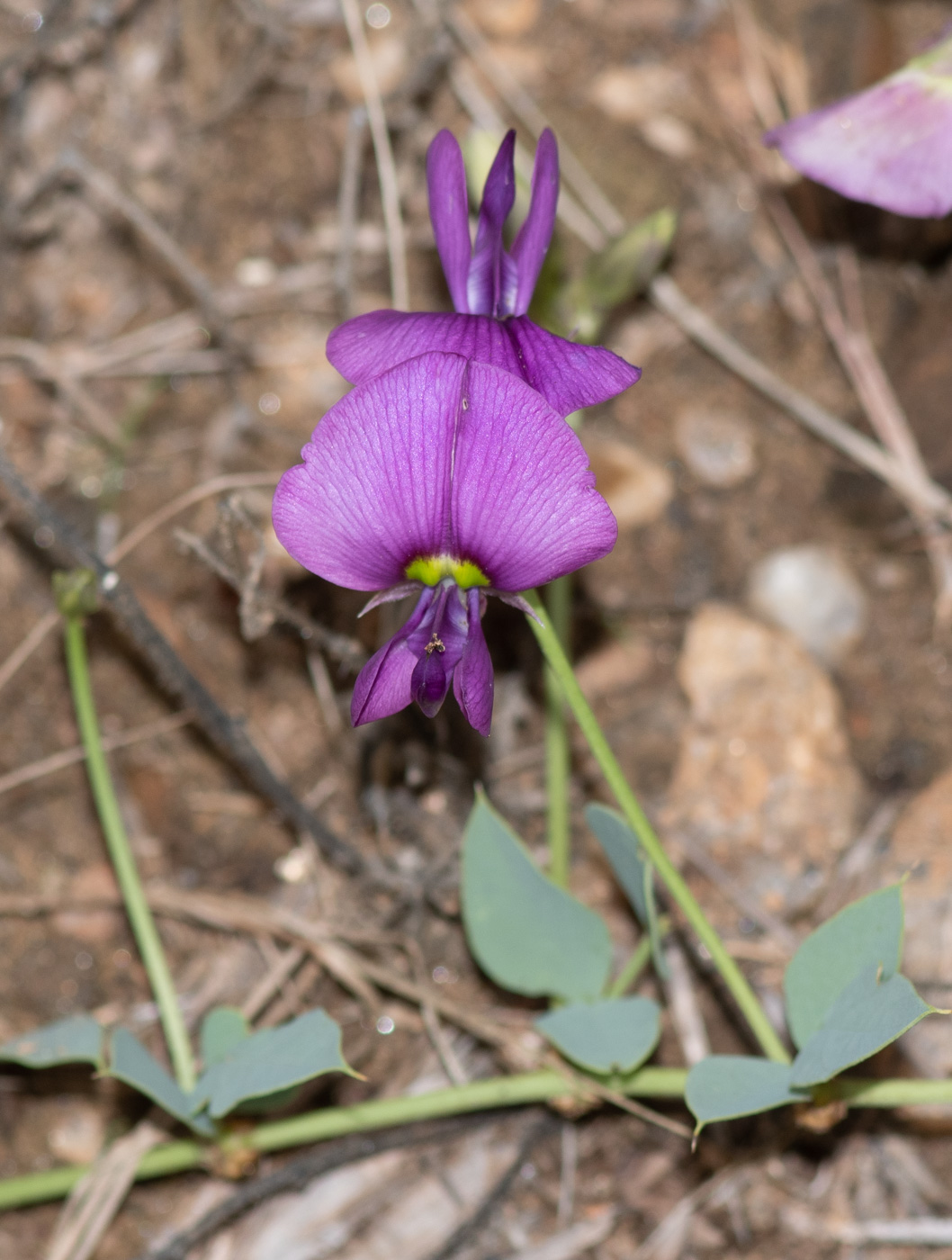 Изображение особи Otoptera burchellii.