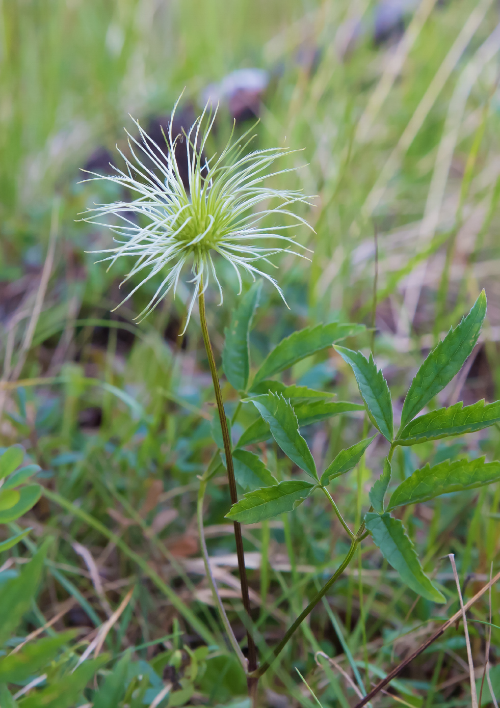 Изображение особи Atragene sibirica.