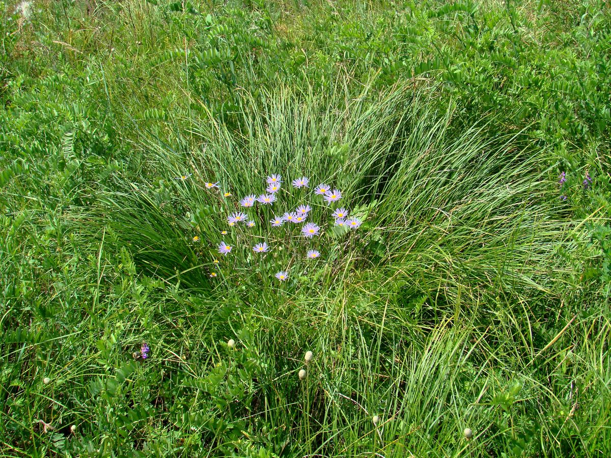 Image of Aster alpinus specimen.