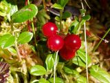 Vaccinium vitis-idaea. Верхушки побегов и соплодие. Архангельская обл., Устьянский р-н, окр. дер. Акичкин Починок, край верхового болота Круглое. 12.08.2006.