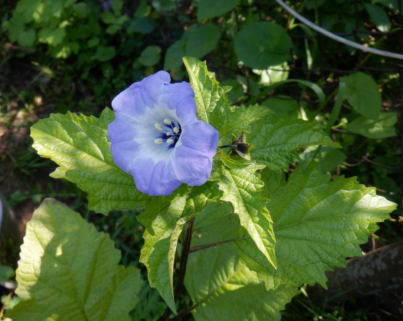 Image of Nicandra physalodes specimen.