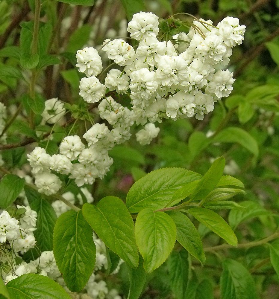 Изображение особи Spiraea prunifolia.