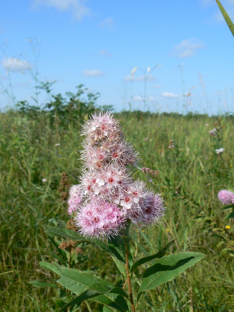 Image of Spiraea salicifolia specimen.