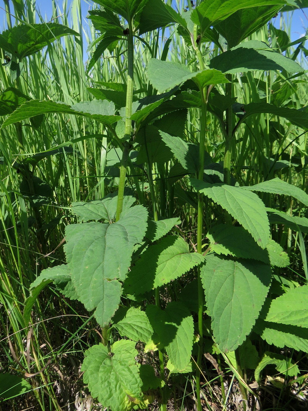 Изображение особи Scrophularia nodosa.