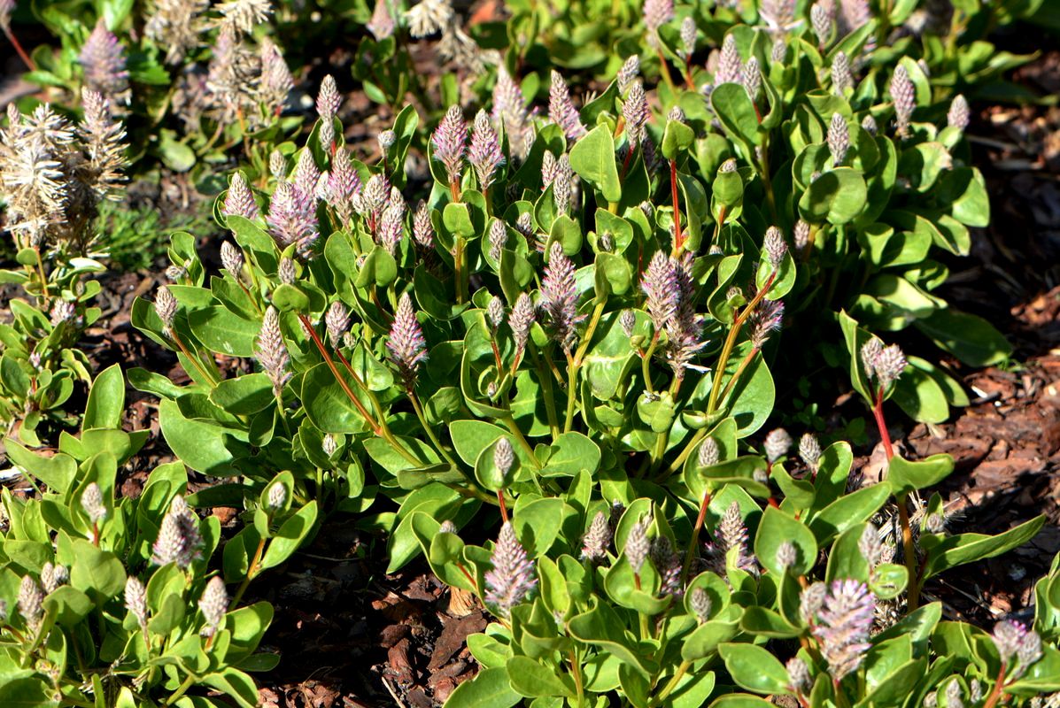 Изображение особи Ptilotus exaltatus.