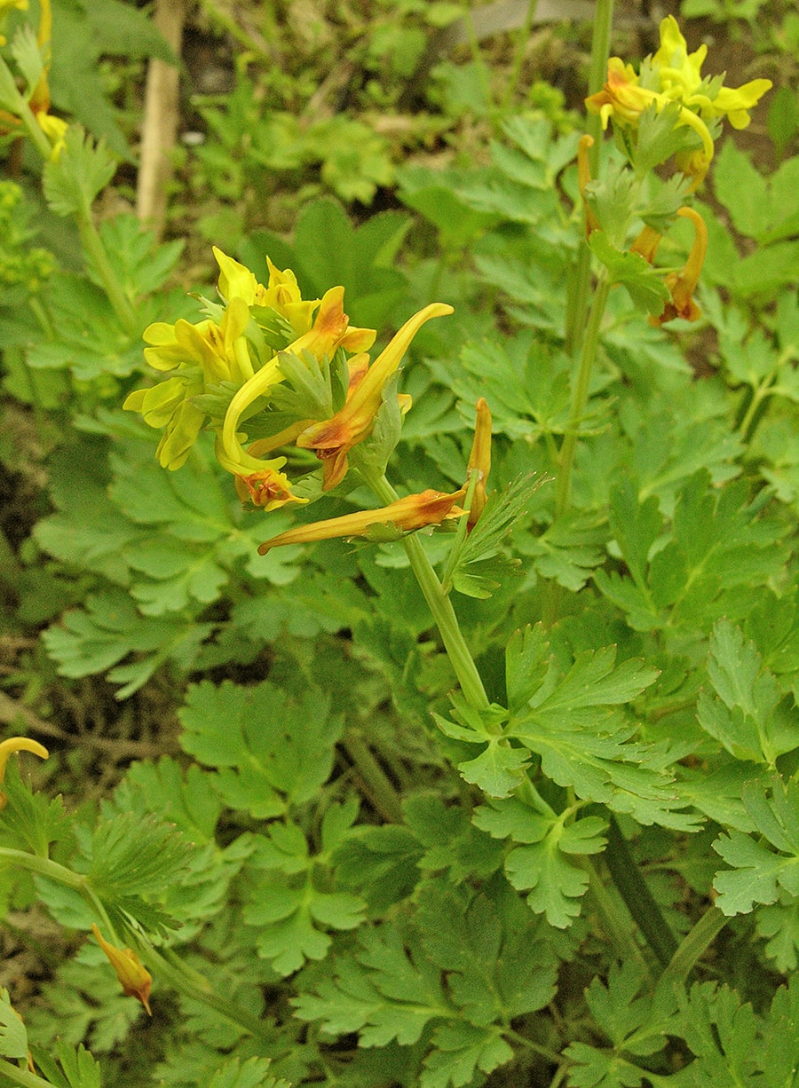 Изображение особи Corydalis ellipticarpa.