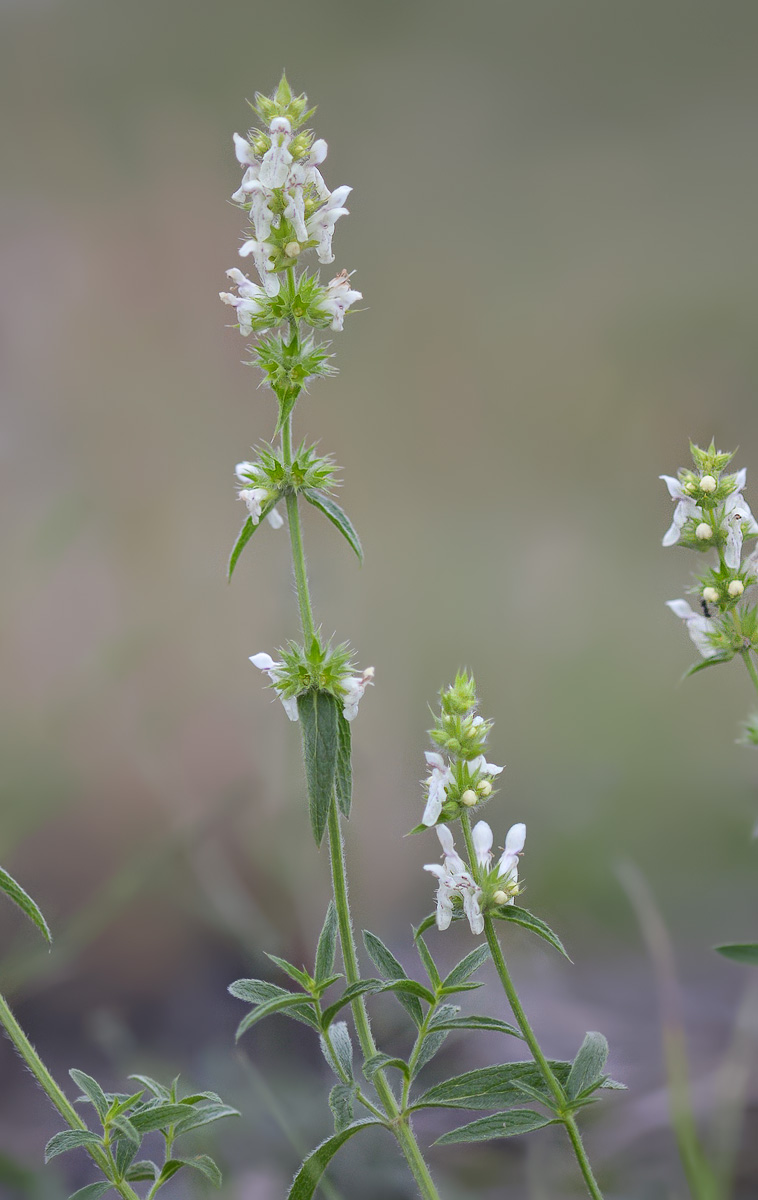 Image of Stachys atherocalyx specimen.