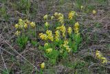 Primula macrocalyx. Цветущие растения. Самарская обл., Ставропольский р-н, окр. с. Ширяево, гора Попова, луговой склон. 02.05.2021.