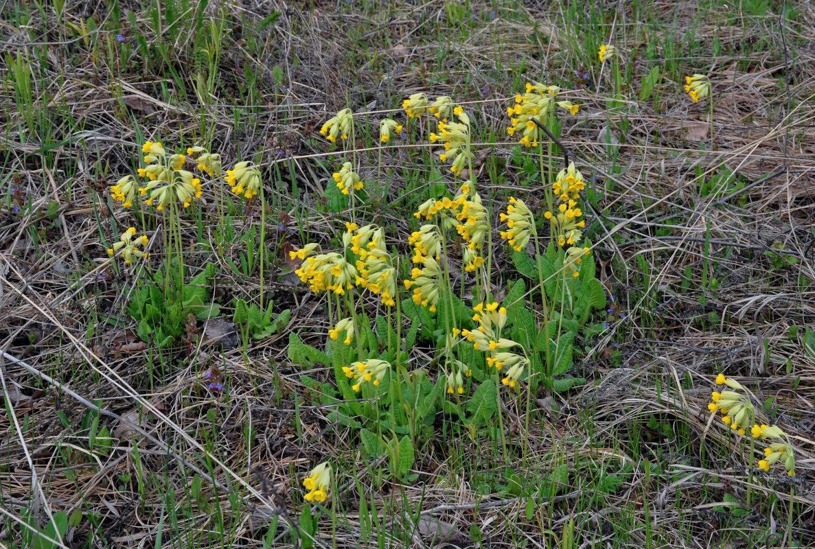 Image of Primula macrocalyx specimen.