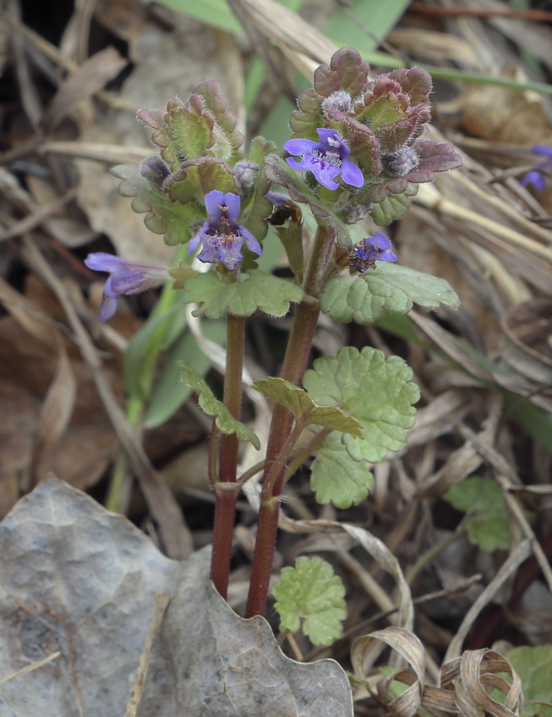 Изображение особи Glechoma hederacea.