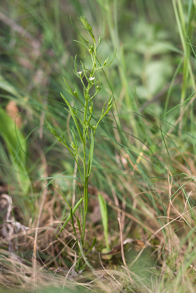 Изображение особи Thesium ramosum.