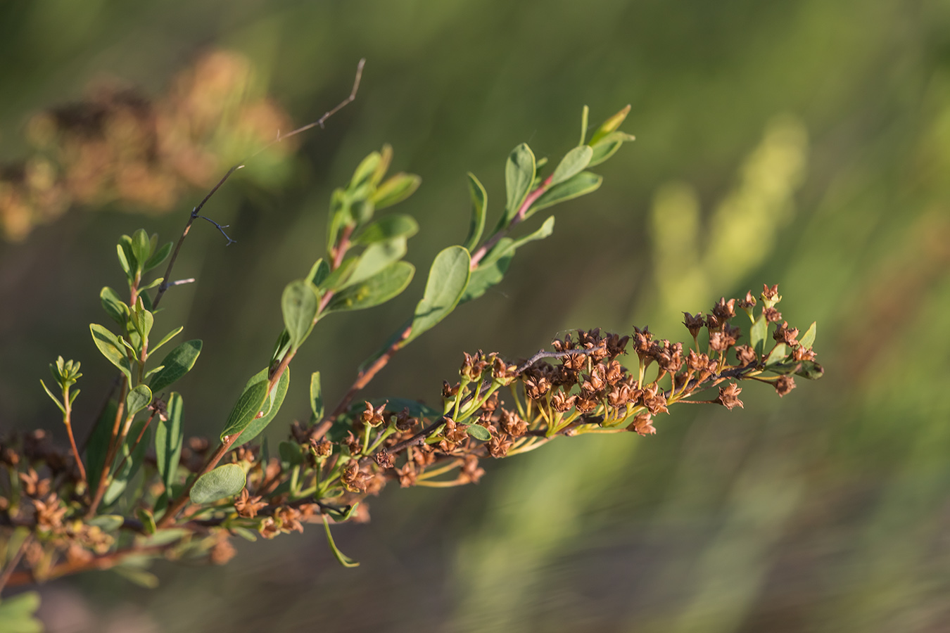 Image of Spiraea hypericifolia specimen.