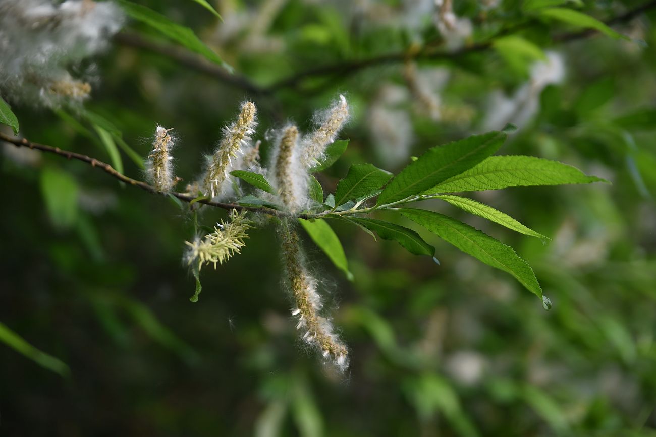 Image of Salix cinerea specimen.