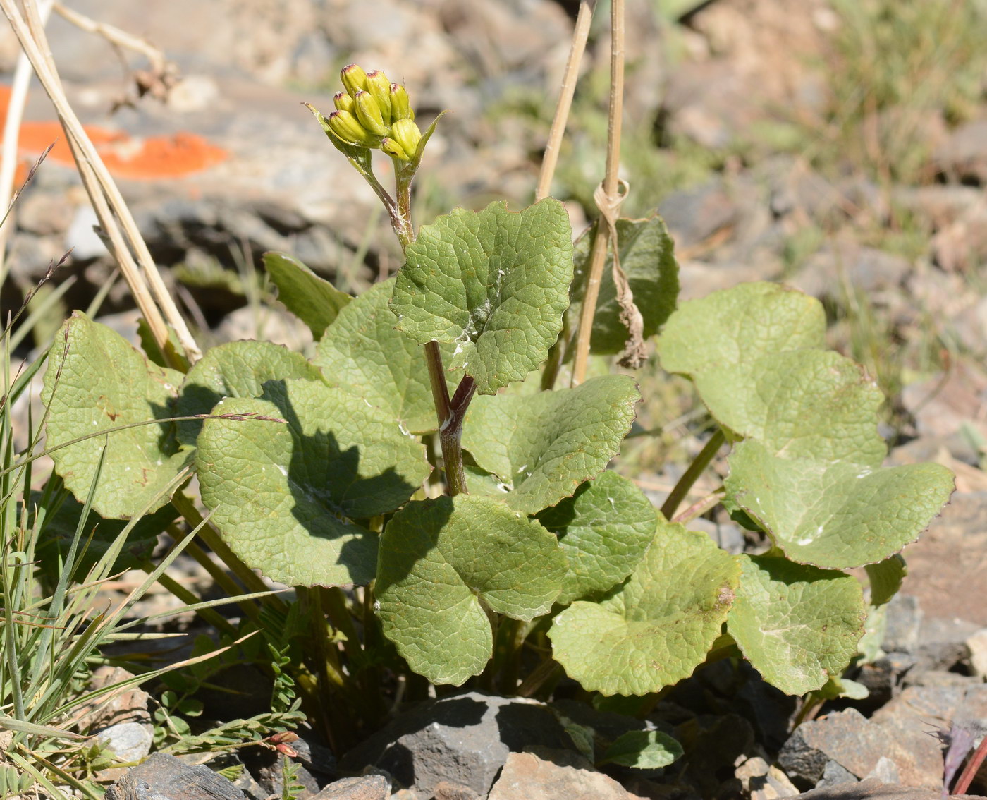 Image of Ligularia thomsonii specimen.