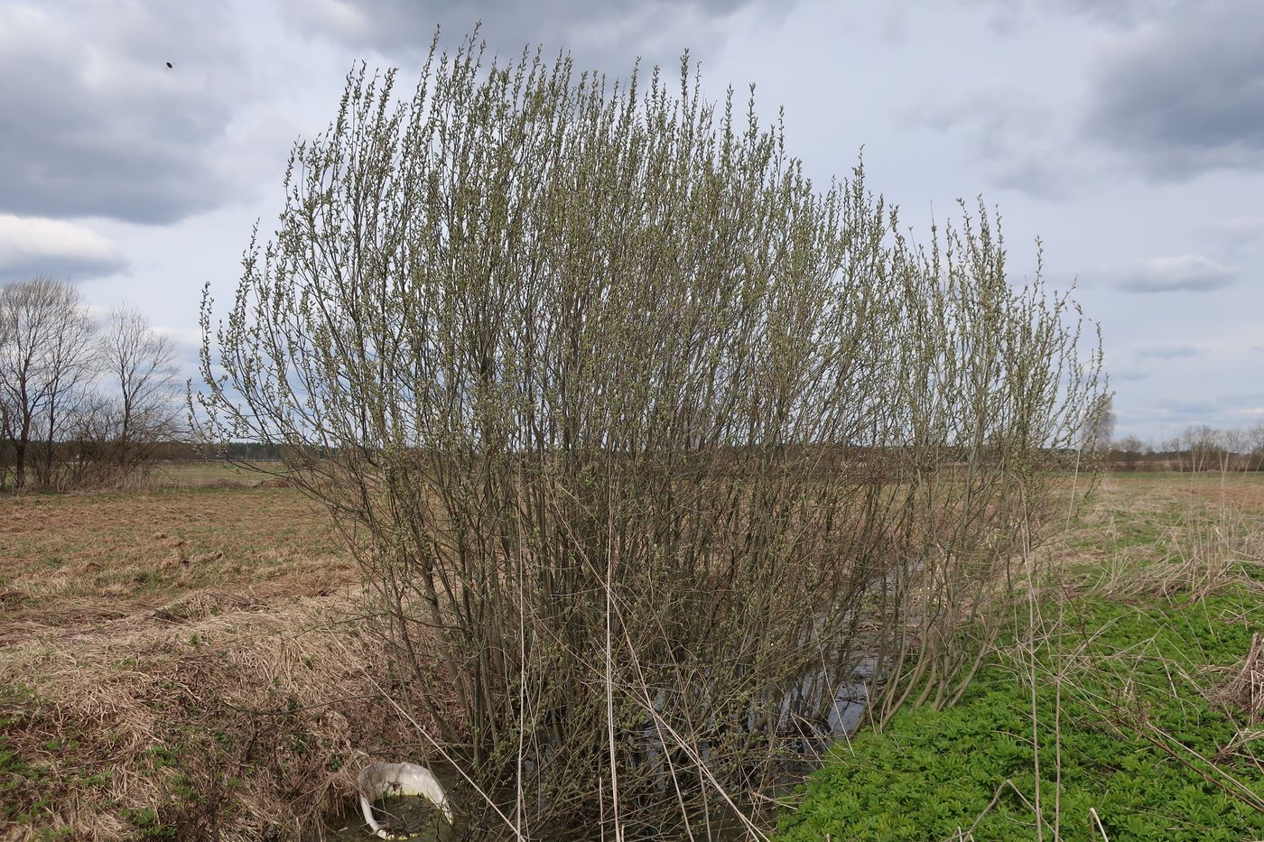 Изображение особи Salix cinerea.