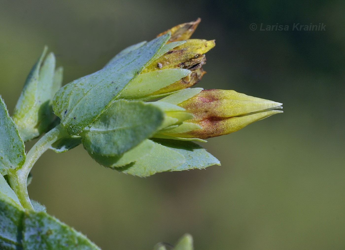 Image of Cerinthe minor specimen.