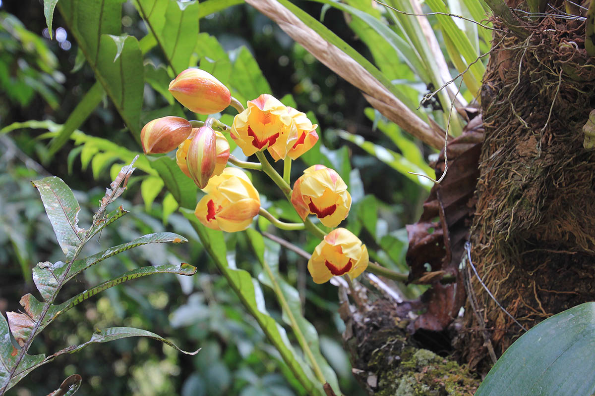 Image of familia Orchidaceae specimen.