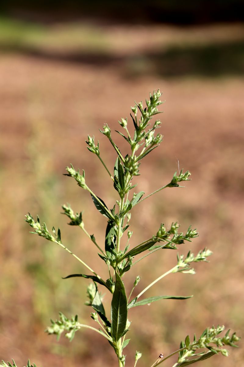 Image of Axyris amaranthoides specimen.