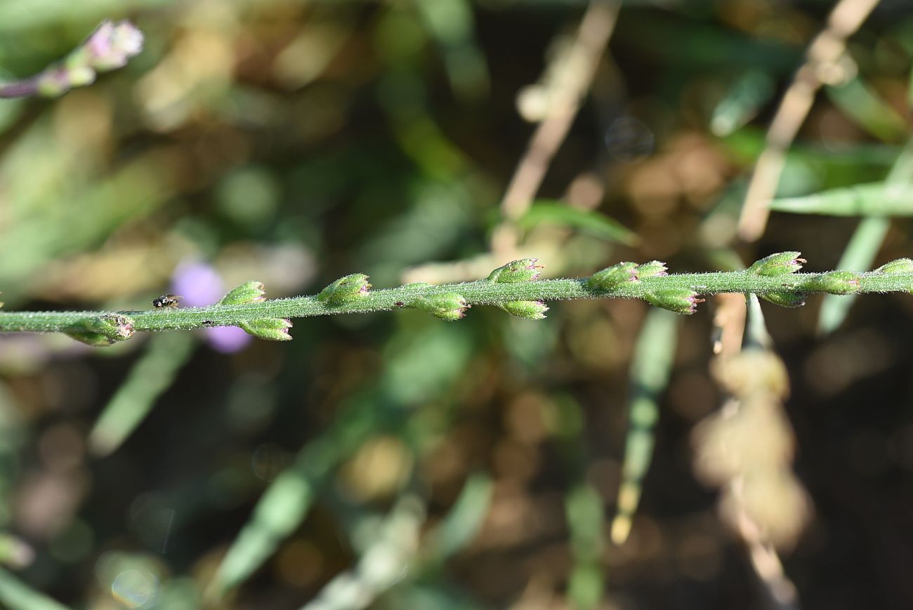 Изображение особи Verbena officinalis.