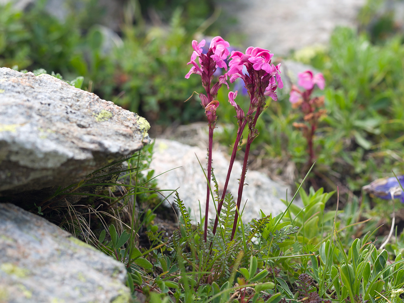 Изображение особи Pedicularis nordmanniana.