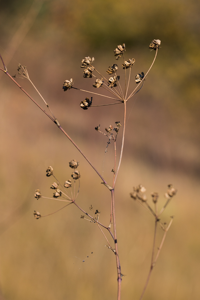 Image of familia Apiaceae specimen.