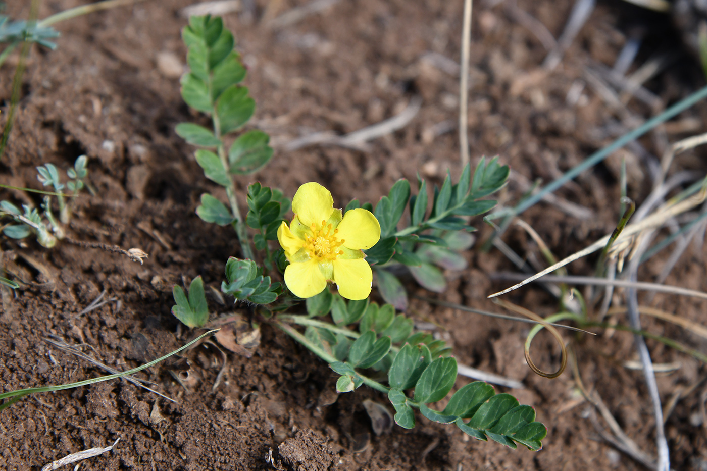 Изображение особи Potentilla bifurca.