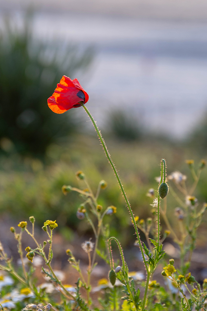 Изображение особи Papaver umbonatum.