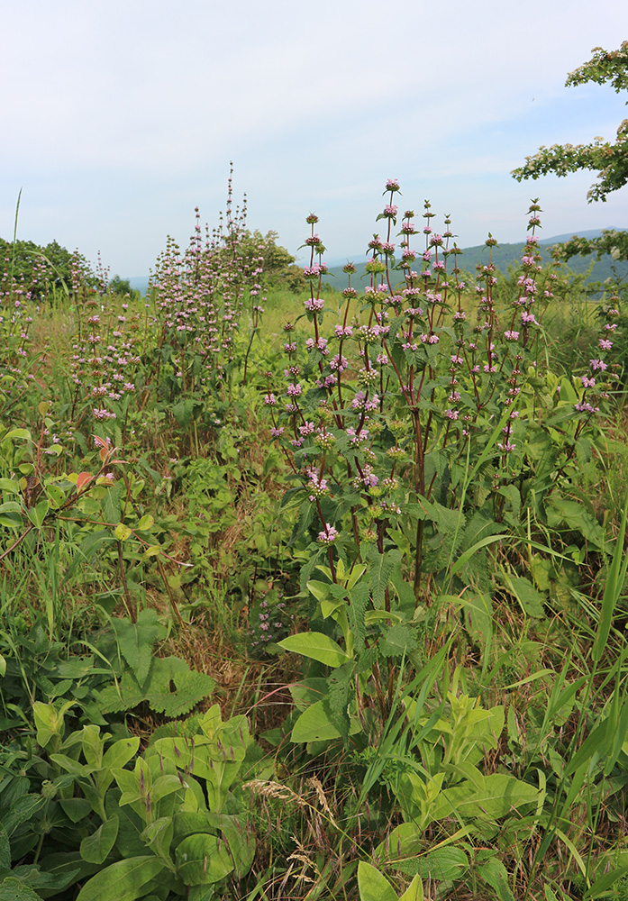 Изображение особи Phlomoides tuberosa.