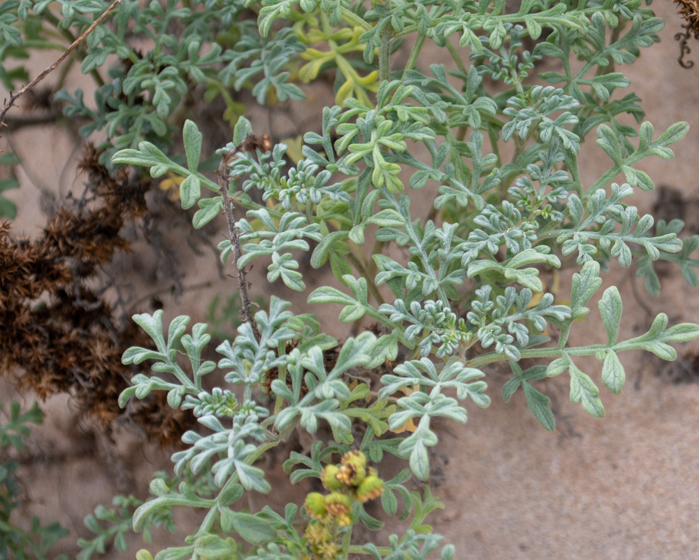 Изображение особи Ambrosia chamissonis.