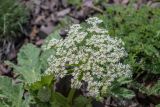 Heracleum leskovii. Соцветие. Карачаево-Черкесия, Зеленчукский р-н, окр. пос. Нижний Архыз, каменистая осыпь. 12.06.2023.