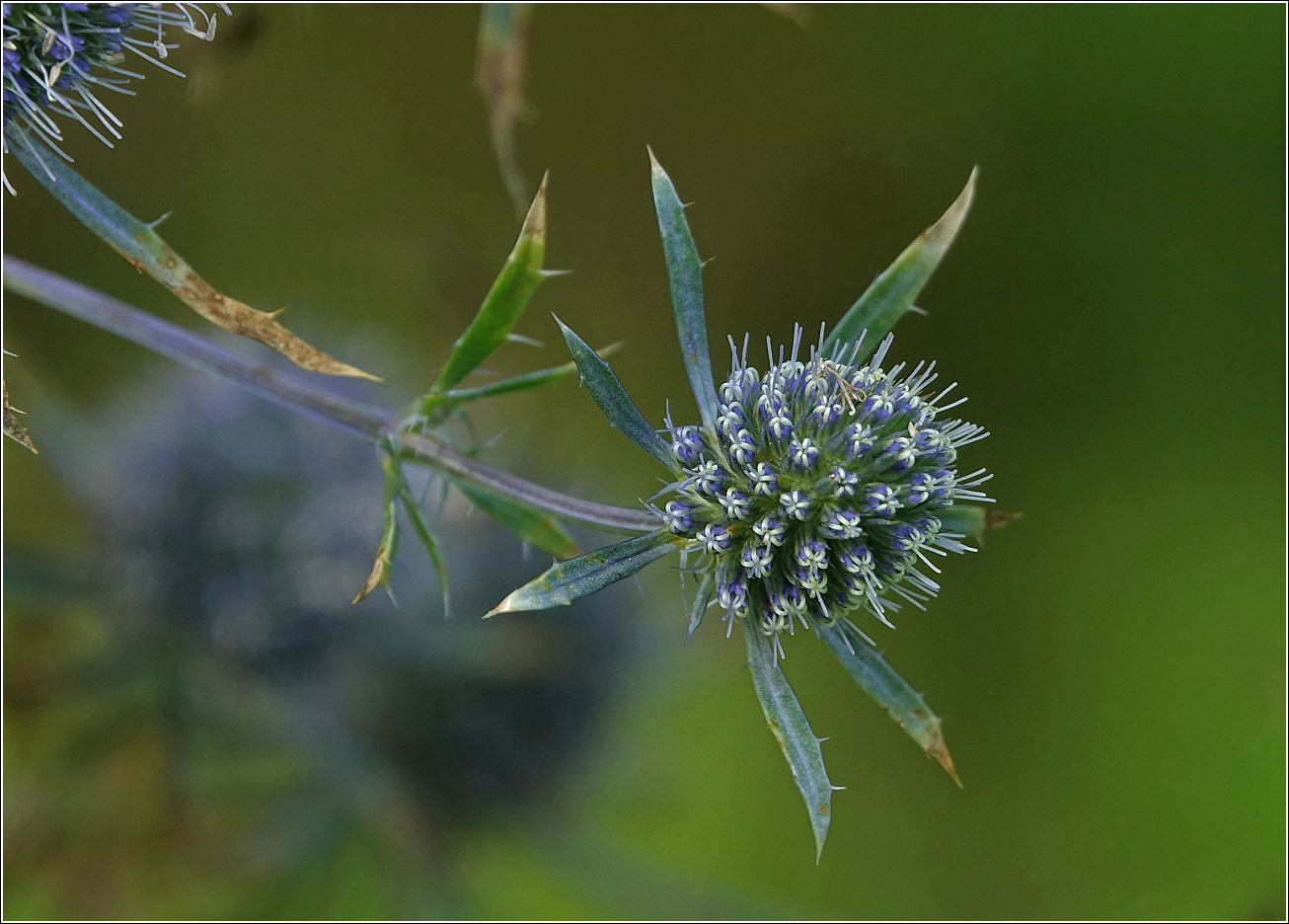 Изображение особи Eryngium planum.