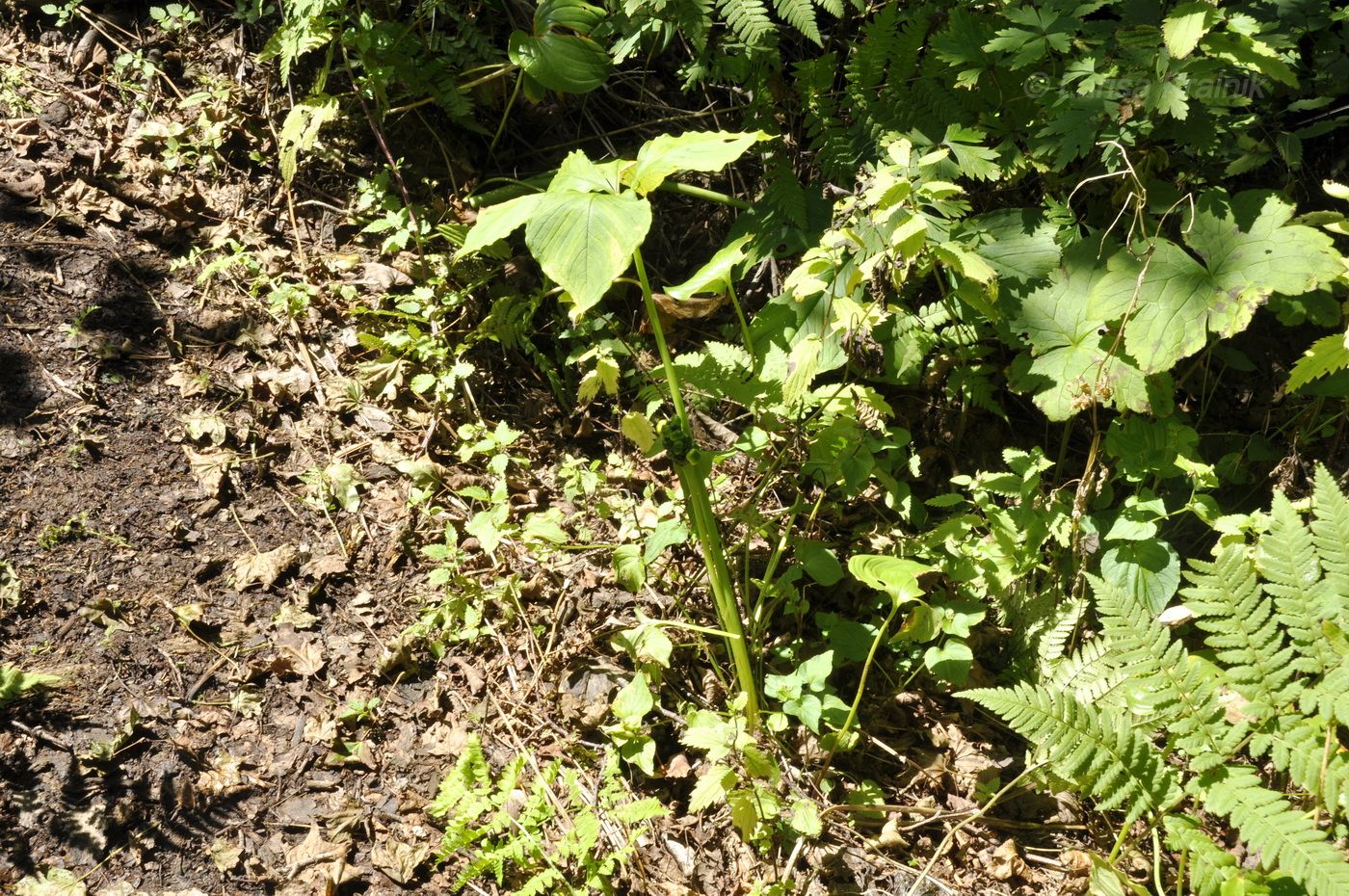 Image of genus Arisaema specimen.