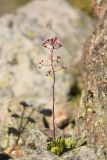 Saxifraga kolenatiana. Цветущее растение. Карачаево-Черкесия, Карачаевский р-н, Большой Кавказ, правый борт долины р. Узункол, южный склон горы Чатбаши в р-не \"нижних чатских ночёвок\", ≈ 2880 м н.у.м., среди камней. 26.07.2023.