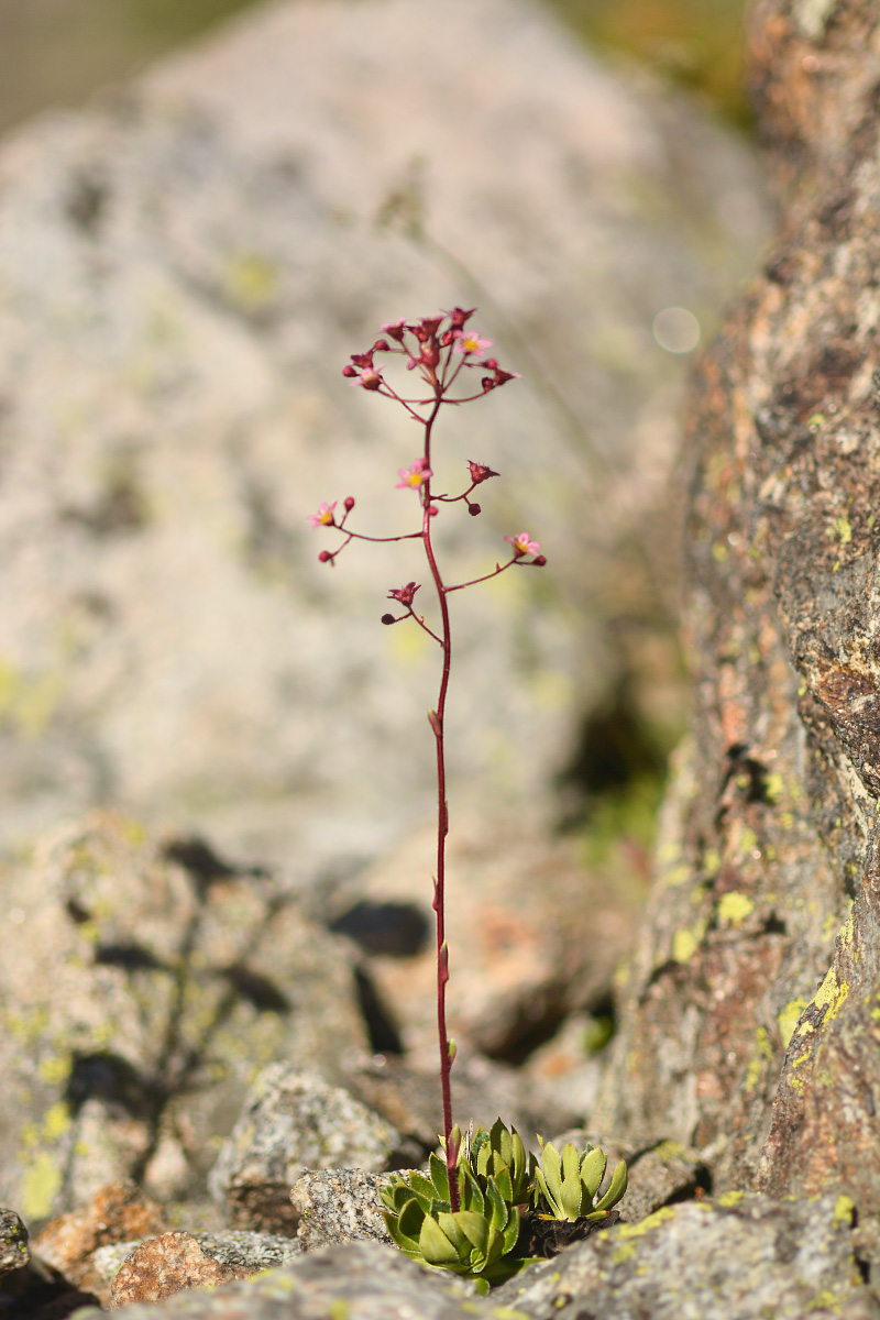 Image of Saxifraga kolenatiana specimen.