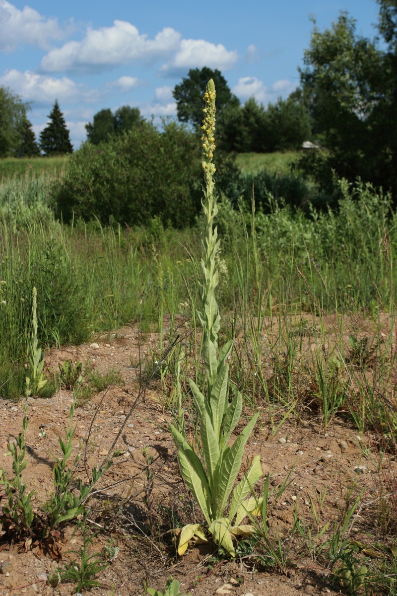 Изображение особи Verbascum thapsus.