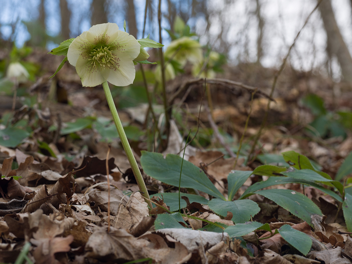 Изображение особи Helleborus caucasicus.