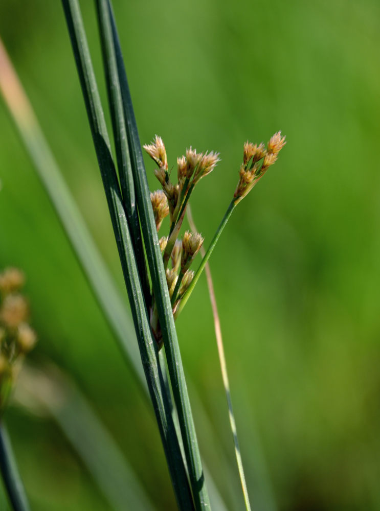 Image of genus Juncus specimen.