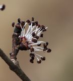 Смотреть изображение Ulmus macrocarpa
