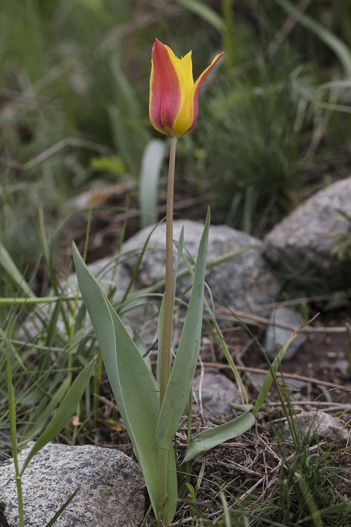 Image of Tulipa zenaidae specimen.