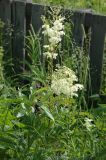 Filipendula ulmaria subspecies denudata