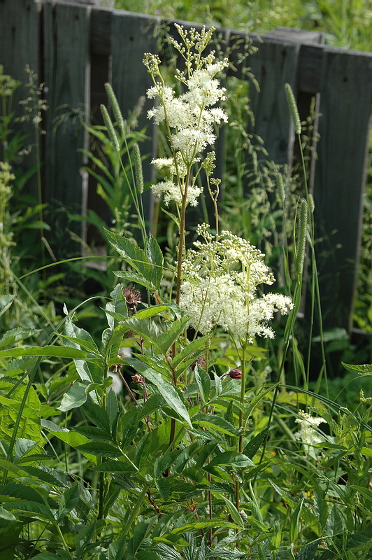 Image of Filipendula ulmaria ssp. denudata specimen.