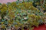 genus Kalanchoe. Цветущие и плодоносящие растения. Марокко, обл. Марракеш - Сафи, г. Марракеш, в культуре. 31.12.2022.