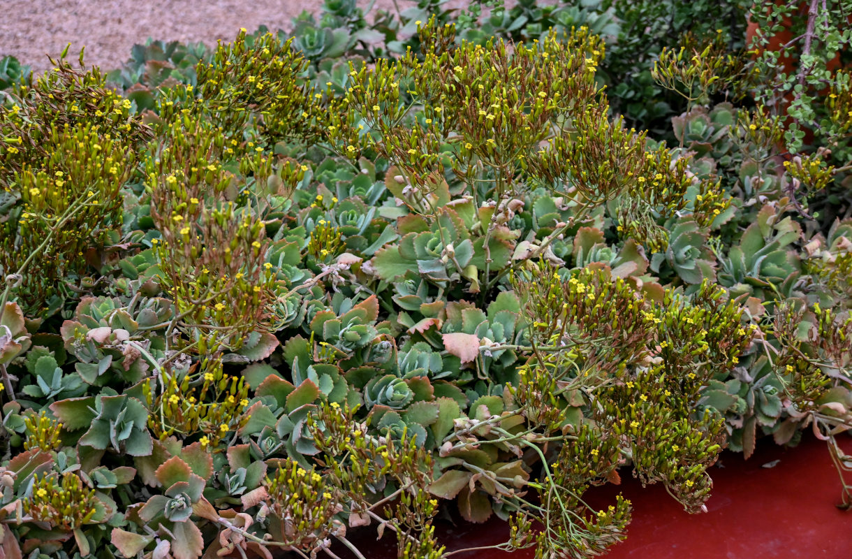 Image of genus Kalanchoe specimen.