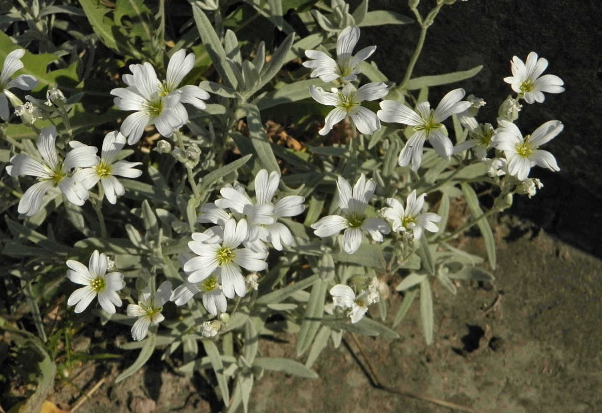 Изображение особи Cerastium tomentosum.